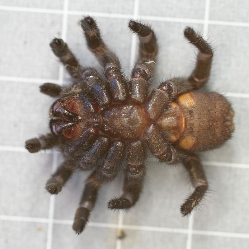tqsmqnica